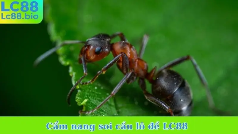Cẩm nang soi cầu lô đề LC88