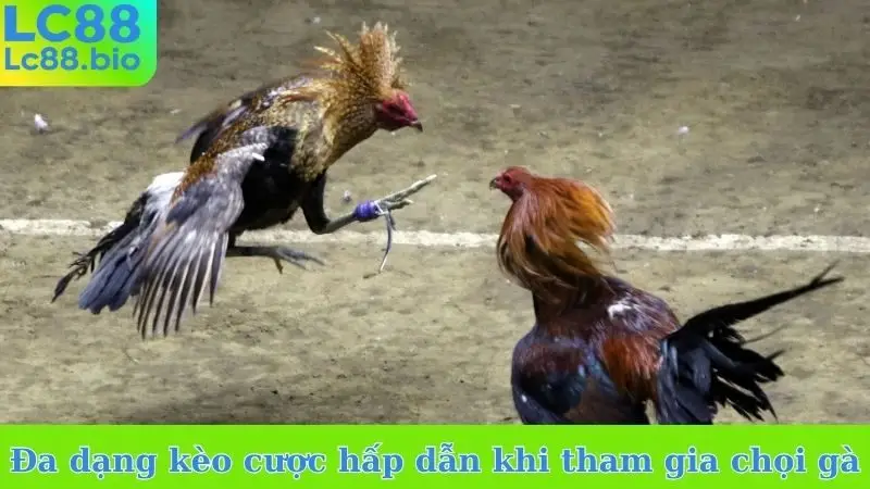 Đa dạng kèo cược hấp dẫn khi tham gia chọi gà