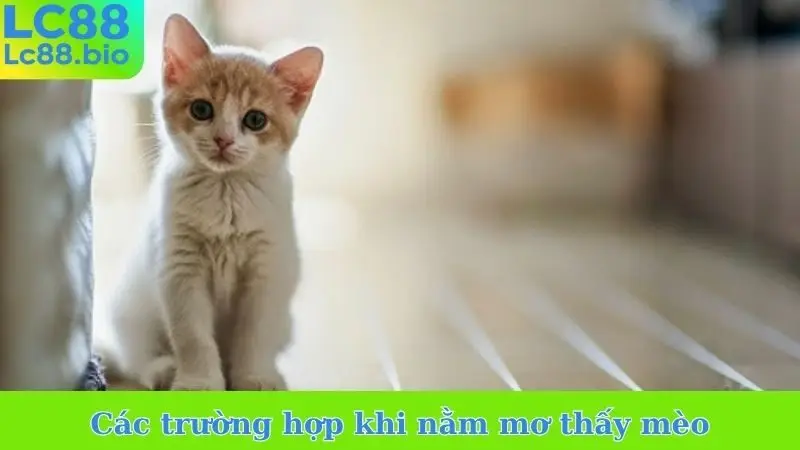 Các trường hợp khi nằm mơ thấy mèo